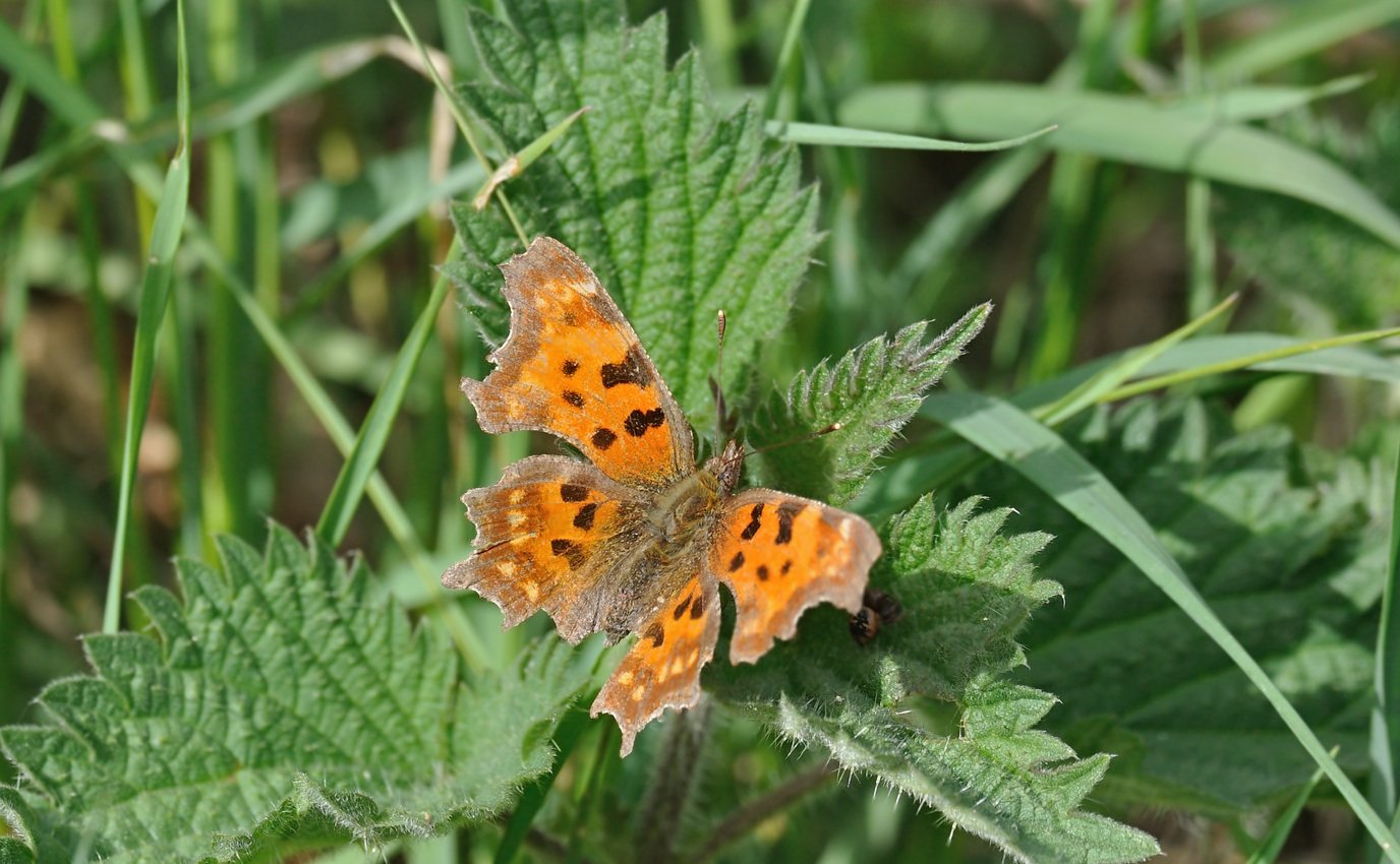 foto B067743, © Adriaan van Os, Coustouges 28-04-2022, altitud 820 m, Polygonia c-album