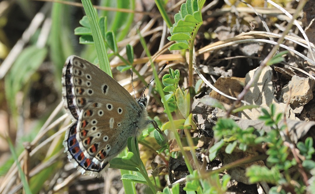 Foto B067761, © Adriaan van Os, Coustouges 29-04-2022, H�he 800 m, Polyommatus bellargus
