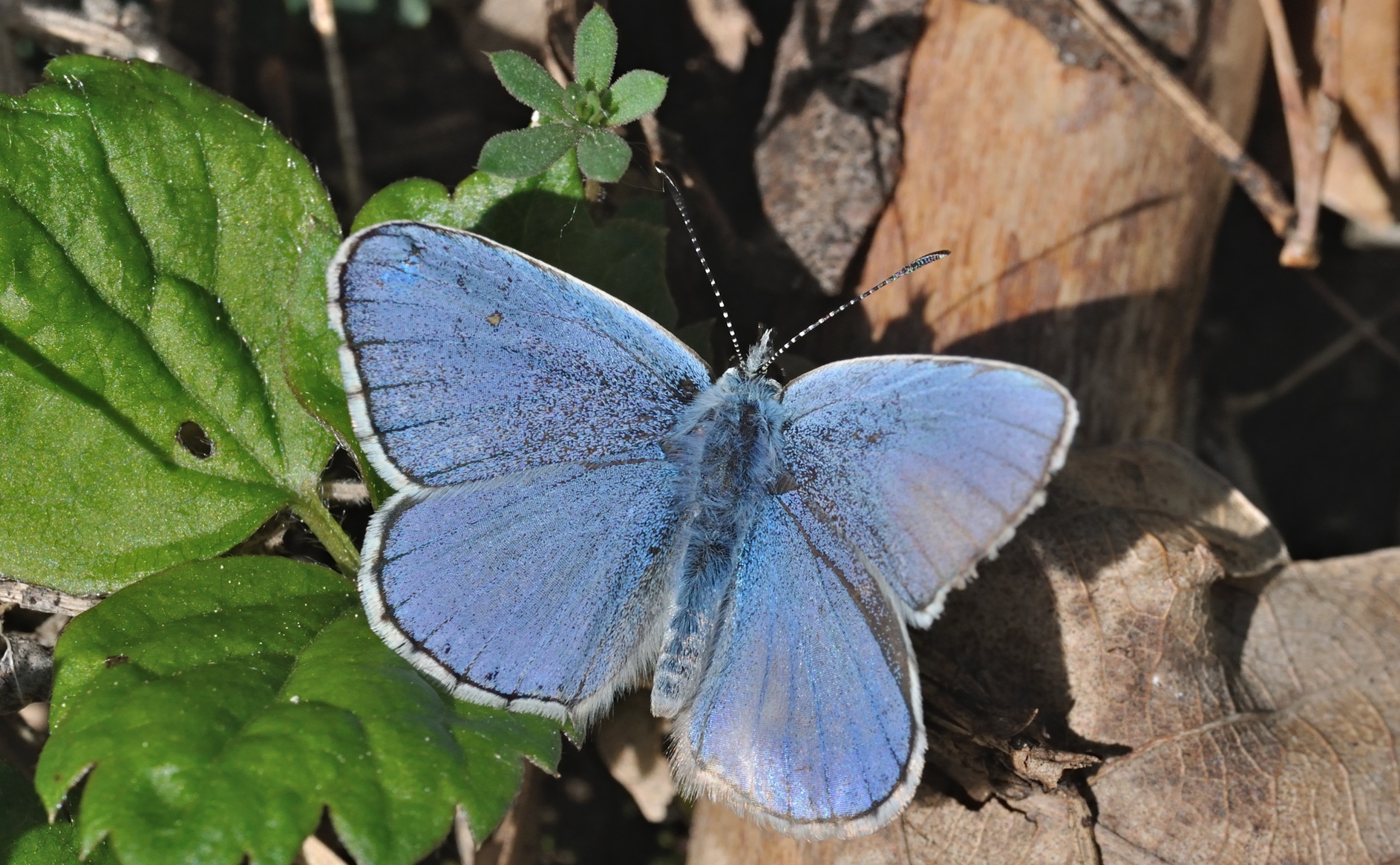 foto B067991, © Adriaan van Os, Coustouges 01-05-2022, altitud 800 m, ♂ Polyommatus amandus