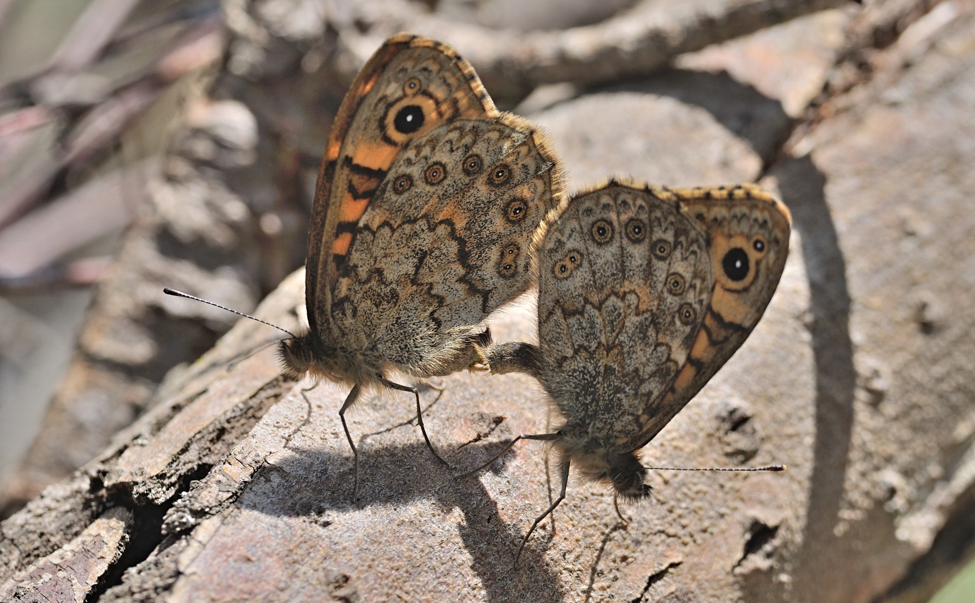 foto B068057, © Adriaan van Os, Coustouges 01-05-2022, hoogte 800 m, Lasiommata megera, paring