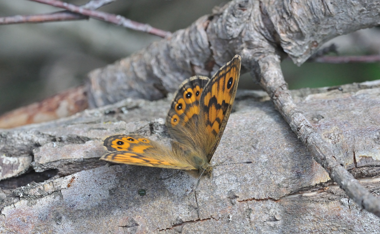 photo B068087, © Adriaan van Os, Coustouges 01-05-2022, altitude 800 m, ♀ Lasiommata megera