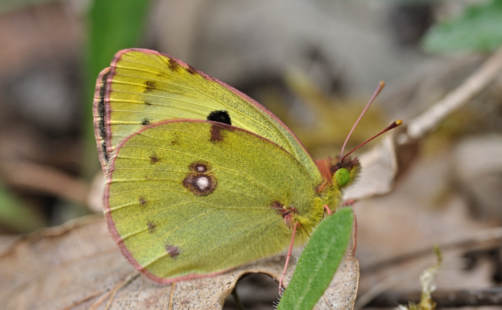 foto B068145, © Adriaan van Os, Coustouges 01-05-2022, altitud 820 m, Colias alfacariensis