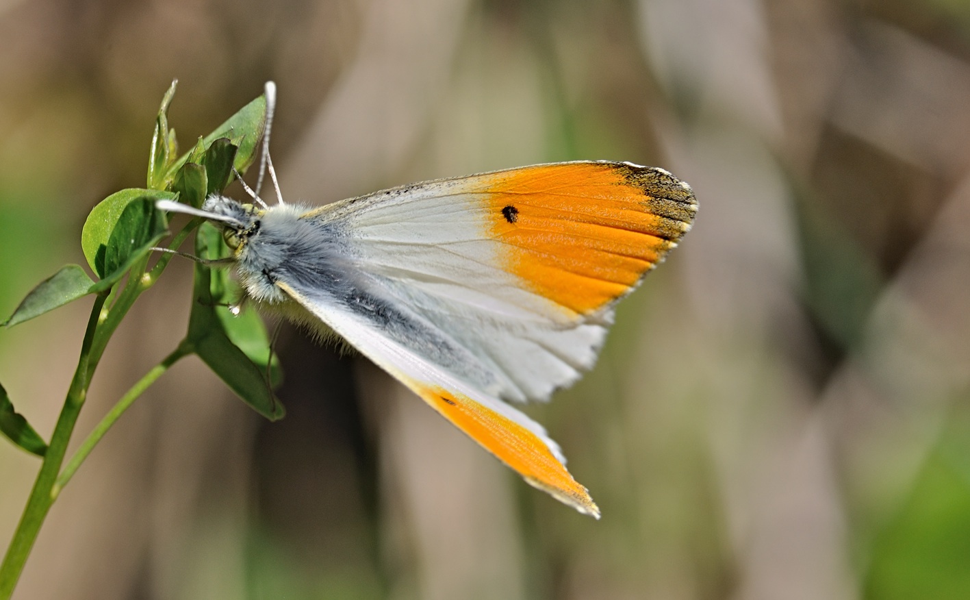 Foto B068186, © Adriaan van Os, Coustouges 05-05-2022, H�he 800 m, ♂ Anthocharis cardamines