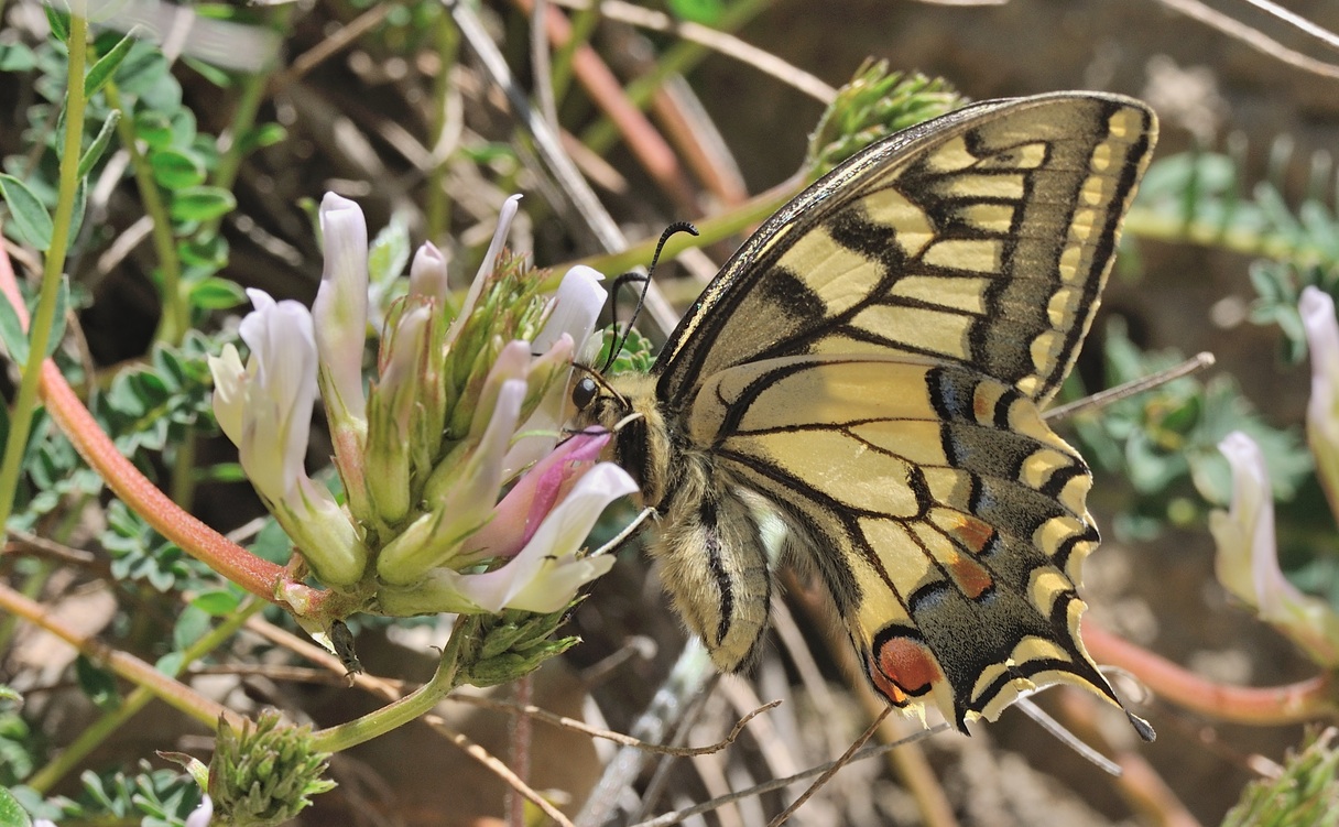 foto B068262, © Adriaan van Os, Coustouges 07-05-2022, altitud 800 m, Papilio machaon