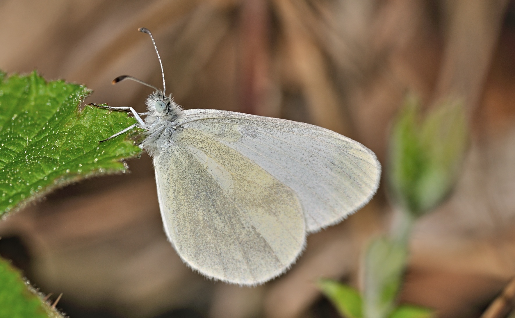 photo B068417, © Adriaan van Os, Coustouges 09-05-2022, altitude 800 m, Leptidea sinapis