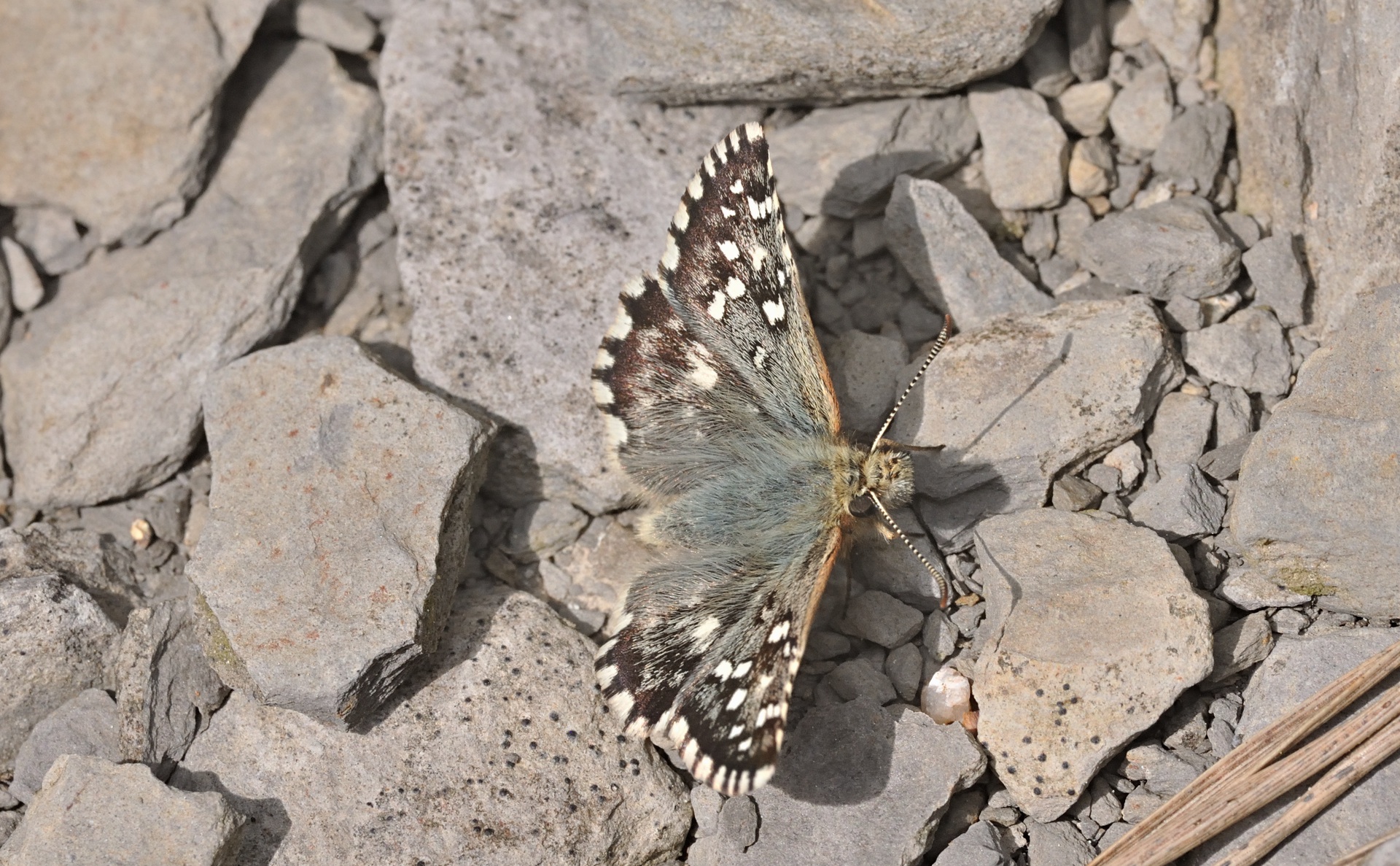 photo B068501, © Adriaan van Os, Coustouges 09-05-2022, altitudo 800 m, Pyrgus armoricanus