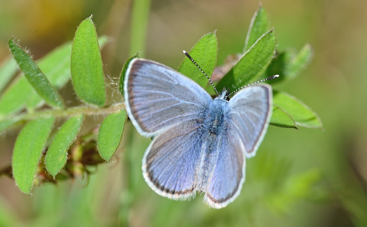 foto B068539, © Adriaan van Os, Coustouges 10-05-2022, hoogte 800 m, ♂ Glaucopsyche alexis