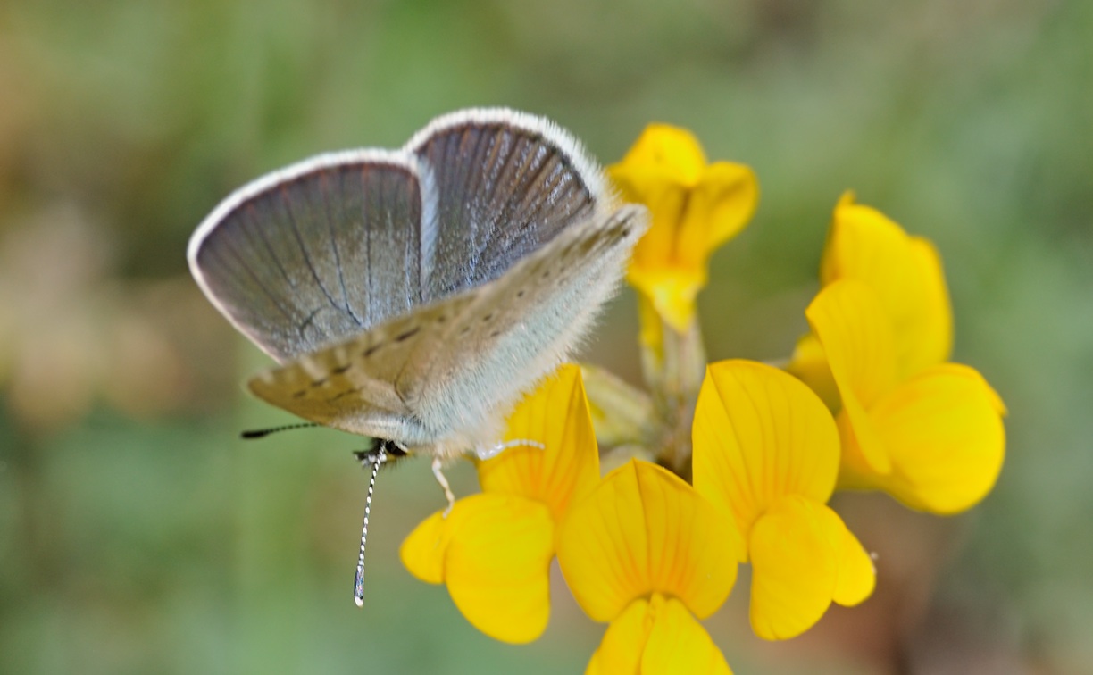 Foto B068633, © Adriaan van Os, Coustouges 11-05-2022, H�he 800 m, ♀ Glaucopsyche alexis