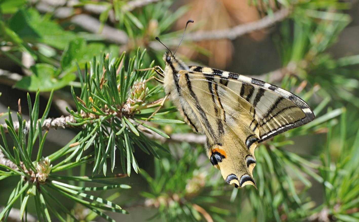 foto B068654, © Adriaan van Os, Coustouges 12-05-2022, altitud 800 m, Iphiclides feisthamelii