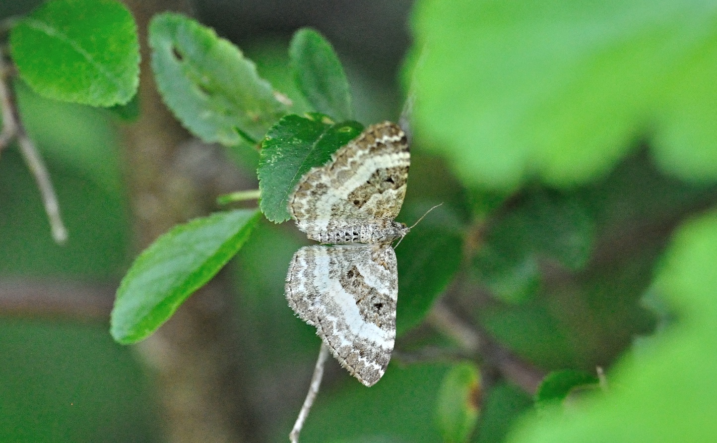 foto B068810, © Adriaan van Os, Coustouges 15-05-2022, altitud 800 m, Epirrhoe rivata