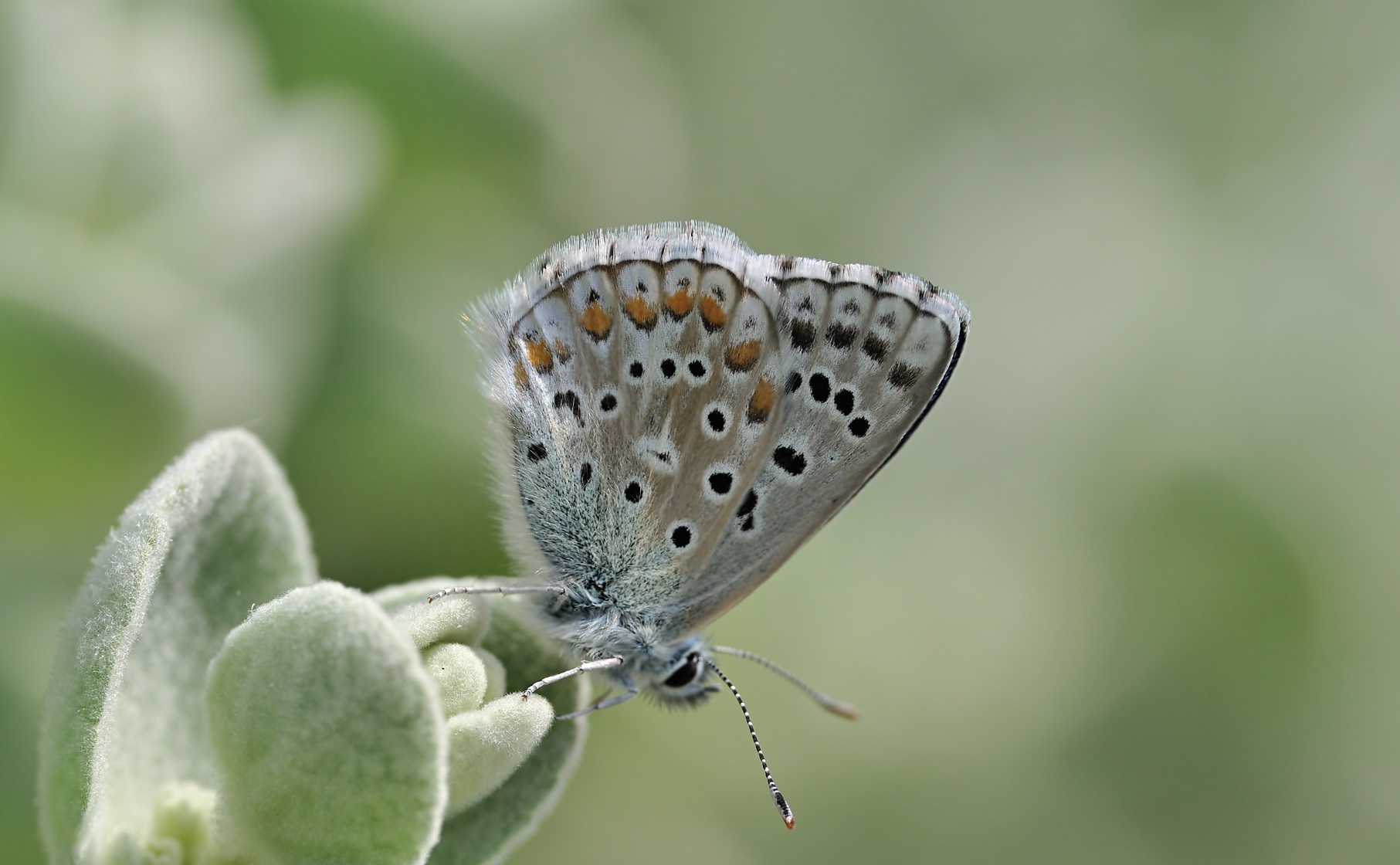 photo B068847, © Adriaan van Os, Coustouges 18-05-2022, altitudo 800 m, ♂ Polyommatus bellargus