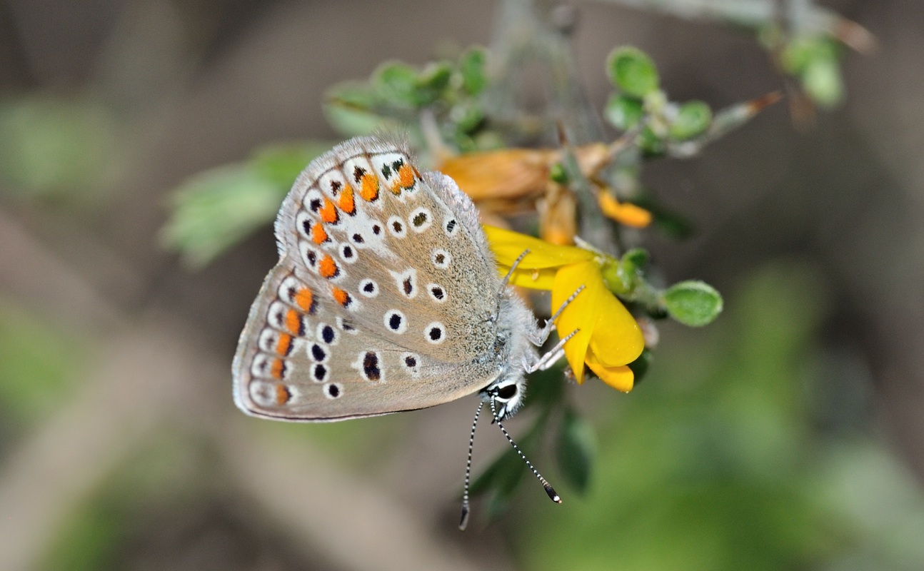 foto B068877, © Adriaan van Os, Coustouges 18-05-2022, hoogte 800 m, ♀ Polyommatus icarus