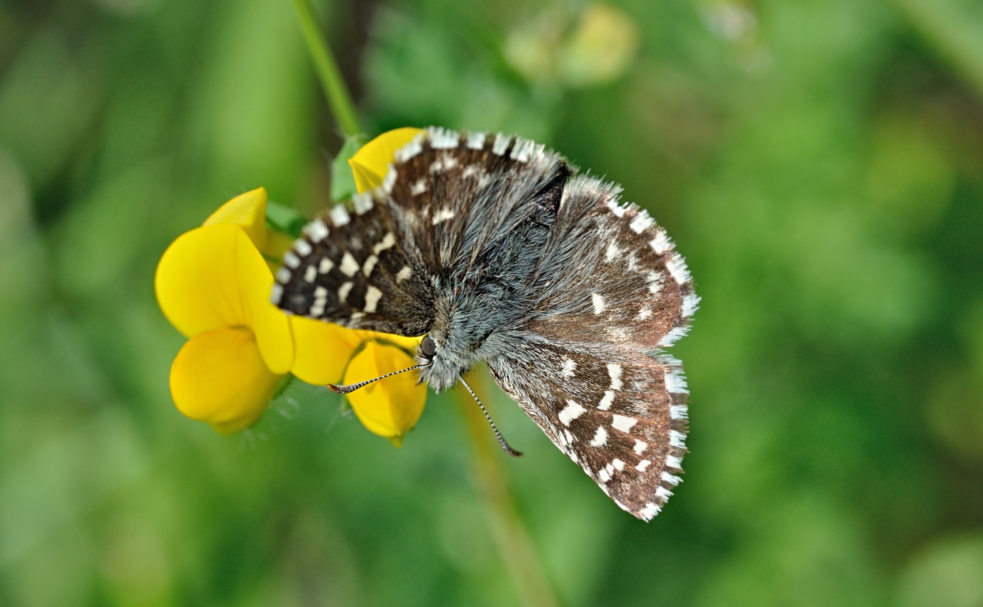 foto B068966, © Adriaan van Os, Coustouges 19-05-2022, hoogte 820 m, Pyrgus malvoides