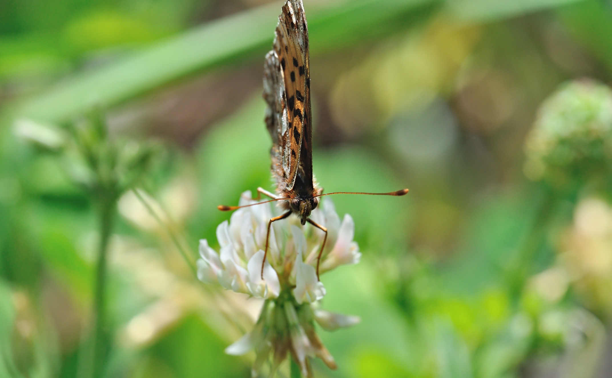 photo B068984, © Adriaan van Os, Coustouges 20-05-2022, altitude 820 m, Boloria dia