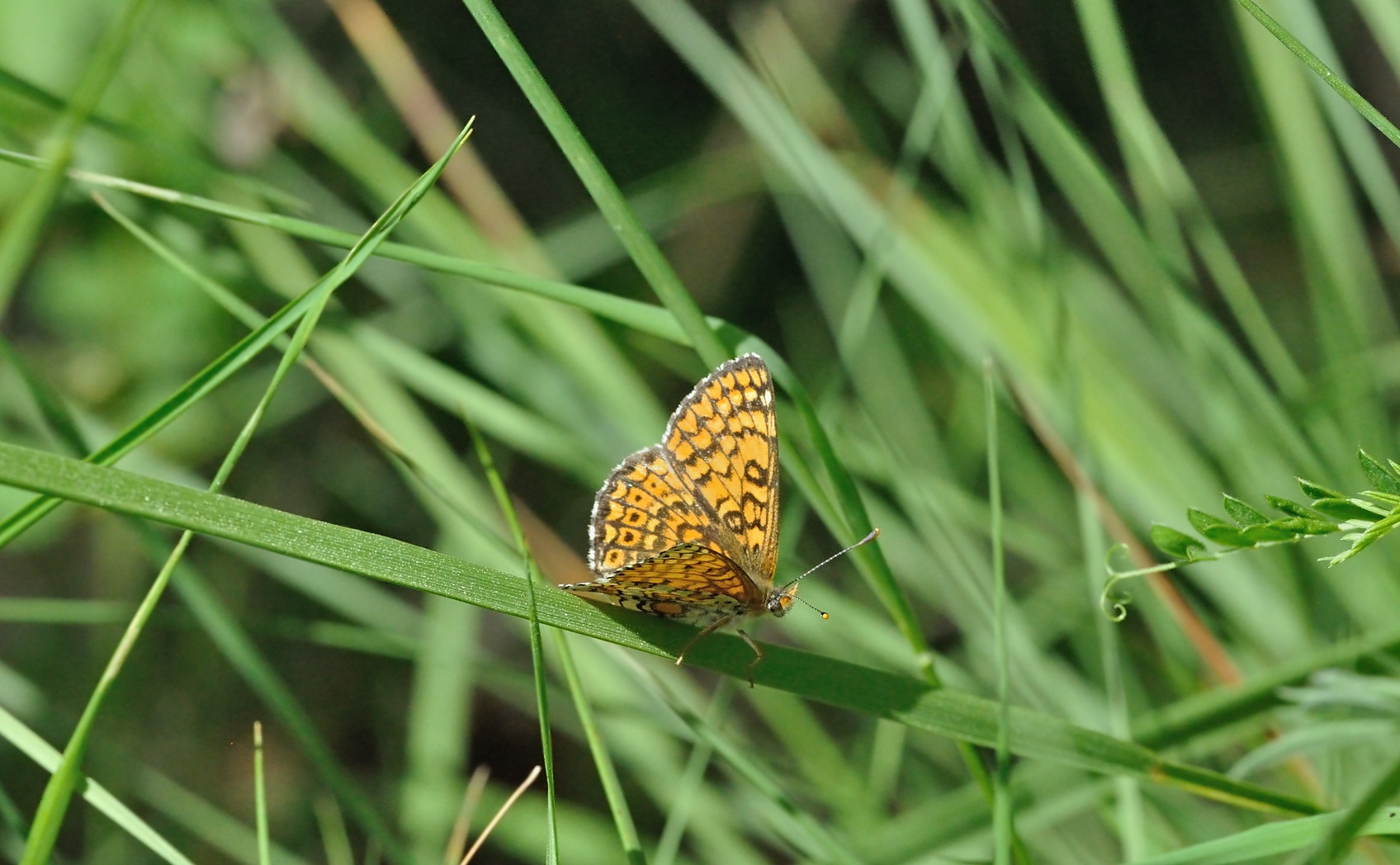 foto B069105, © Adriaan van Os, Coustouges 21-05-2022, hoogte 810 m, Melitaea cinxia
