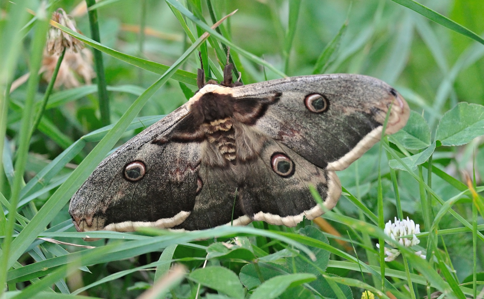 foto B069127, © Adriaan van Os, Coustouges 22-05-2022, hoogte 820 m, Saturnia pyri