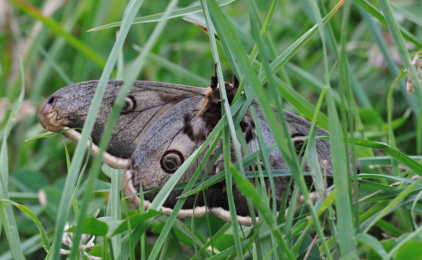 foto B069135, © Adriaan van Os, Coustouges 22-05-2022, altitud 820 m, Saturnia pyri