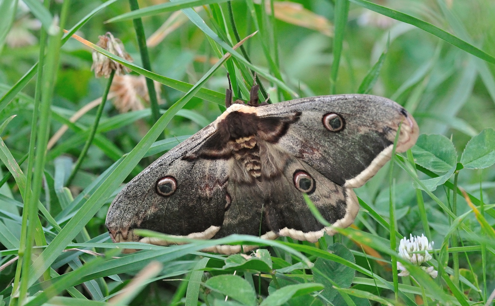 photo B069148, © Adriaan van Os, Coustouges 22-05-2022, altitudo 820 m, Saturnia pyri