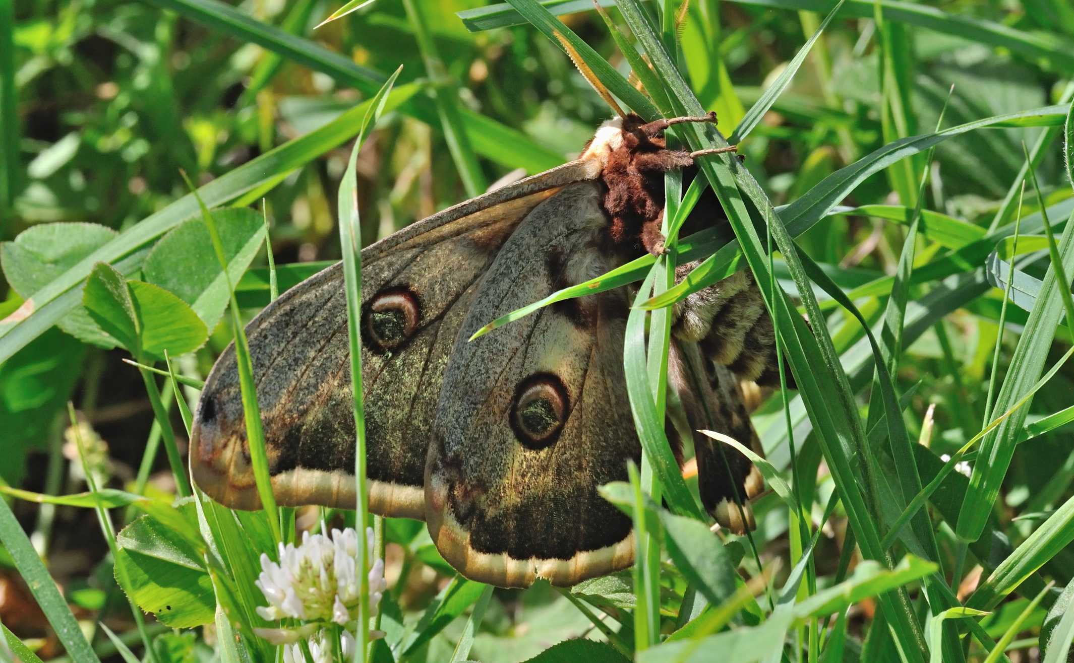 photo B069216, © Adriaan van Os, Coustouges 22-05-2022, altitudo 820 m, Saturnia pyri