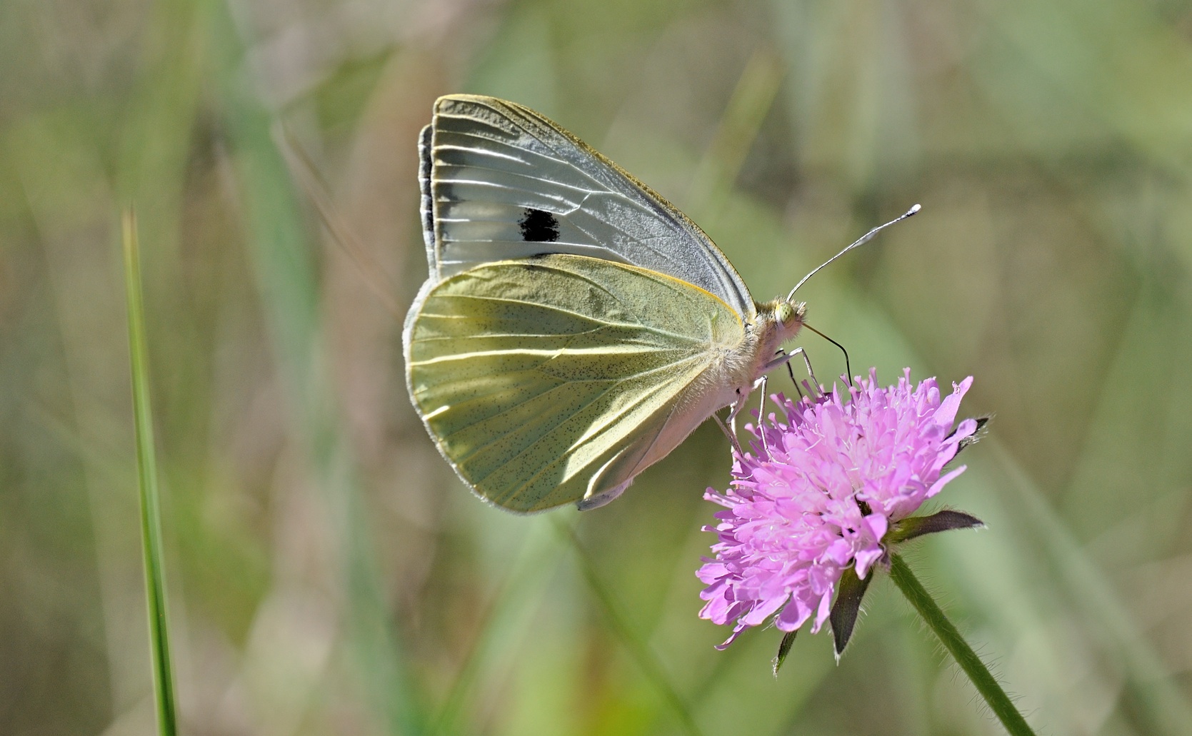 Foto B069294, © Adriaan van Os, Coustouges 28-05-2022, H�he 820 m, Pieris brassicae