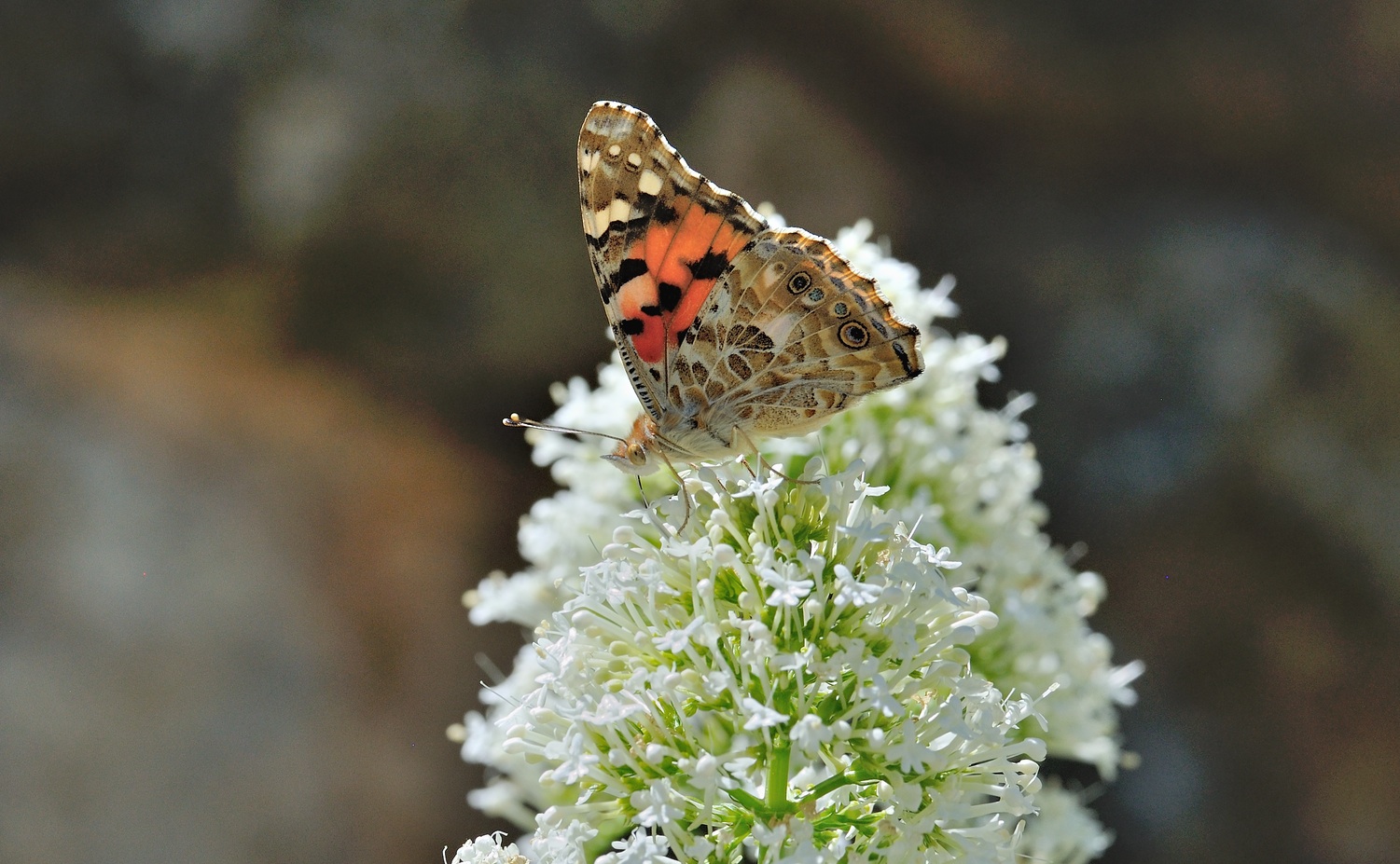 foto B069391, © Adriaan van Os, Coustouges 28-05-2022, hoogte 820 m, Vanessa cardui