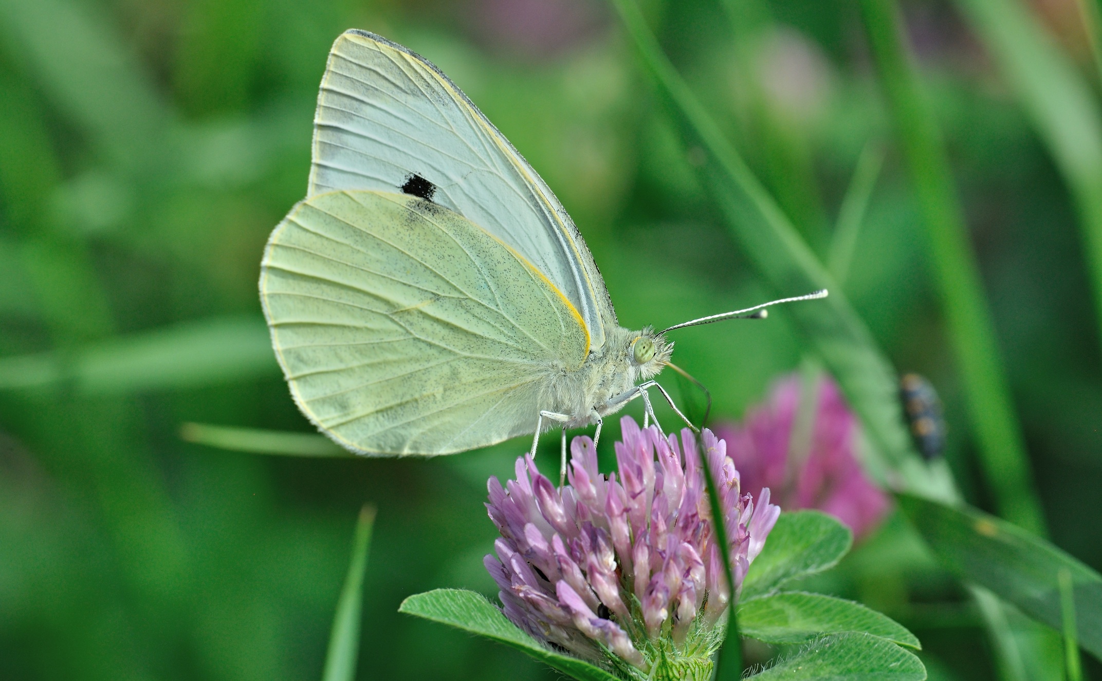 photo B069484, © Adriaan van Os, Coustouges 28-05-2022, altitudo 820 m, Pieris brassicae