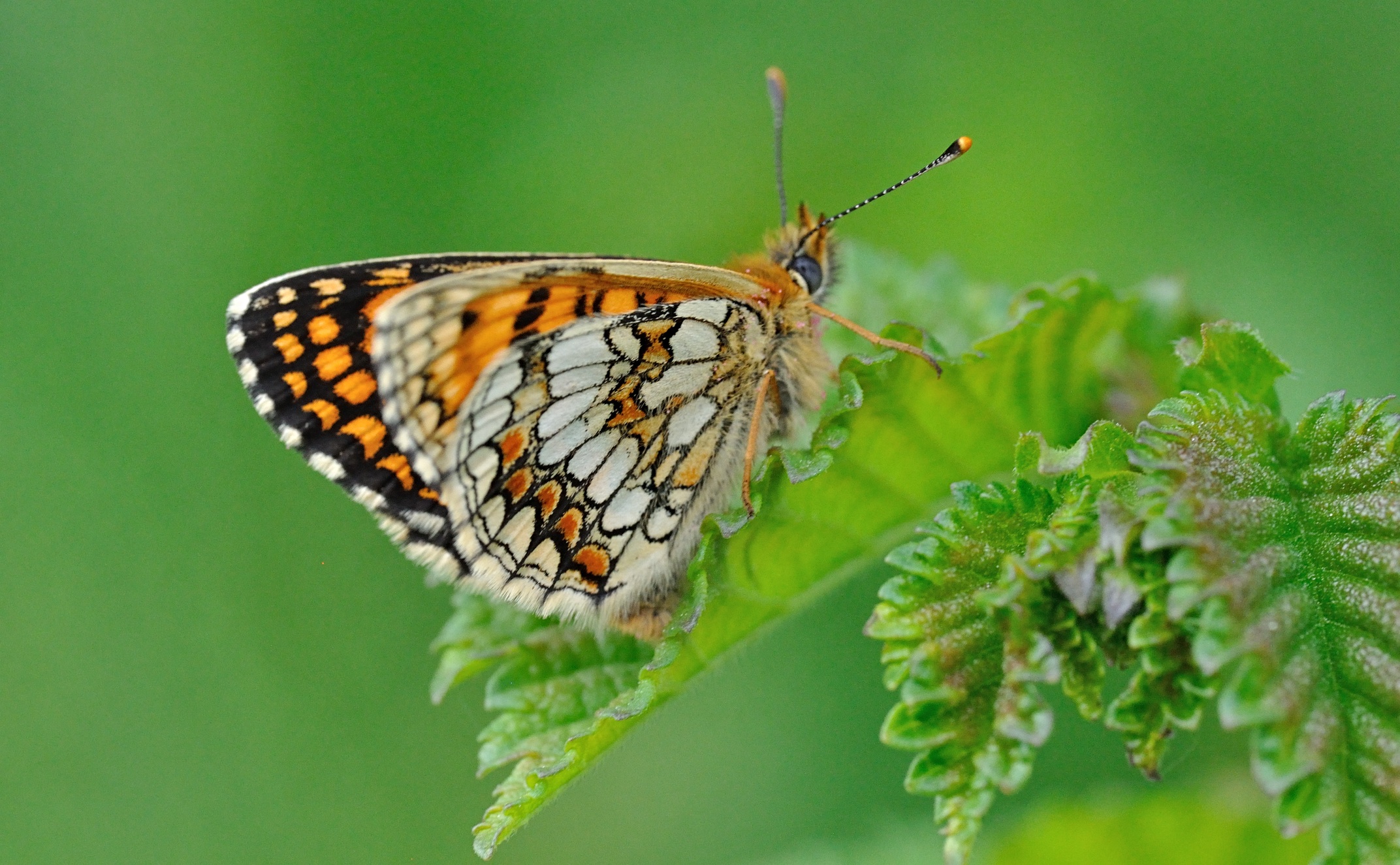 foto B069522, © Adriaan van Os, Coustouges 28-05-2022, altitud 820 m, Melitaea athalia
