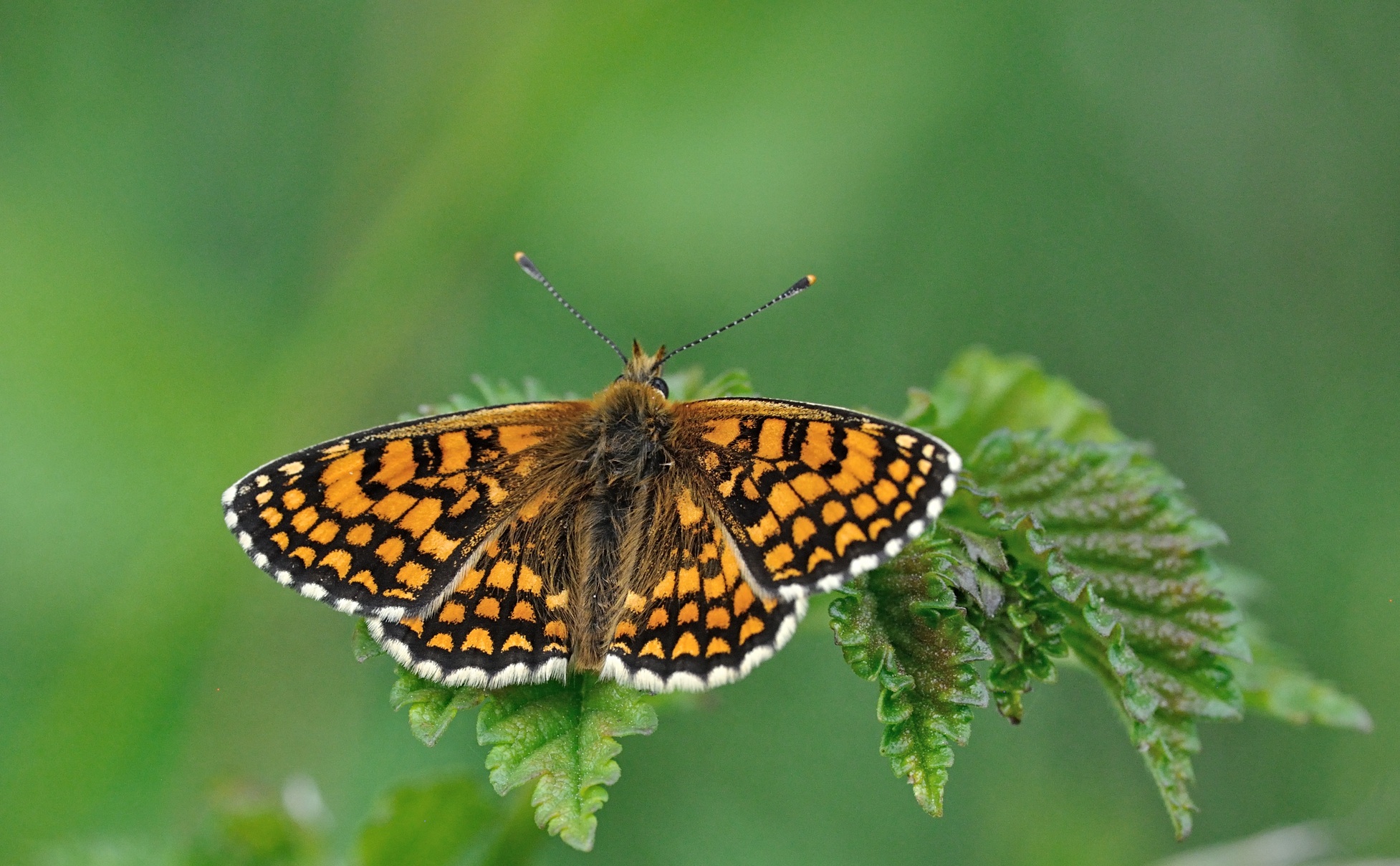 Foto B069534, © Adriaan van Os, Coustouges 28-05-2022, H�he 820 m, Melitaea athalia