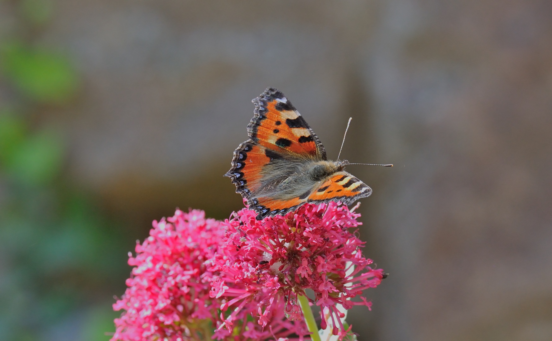 Foto B069601, © Adriaan van Os, Coustouges 29-05-2022, H�he 820 m, Aglais urticae