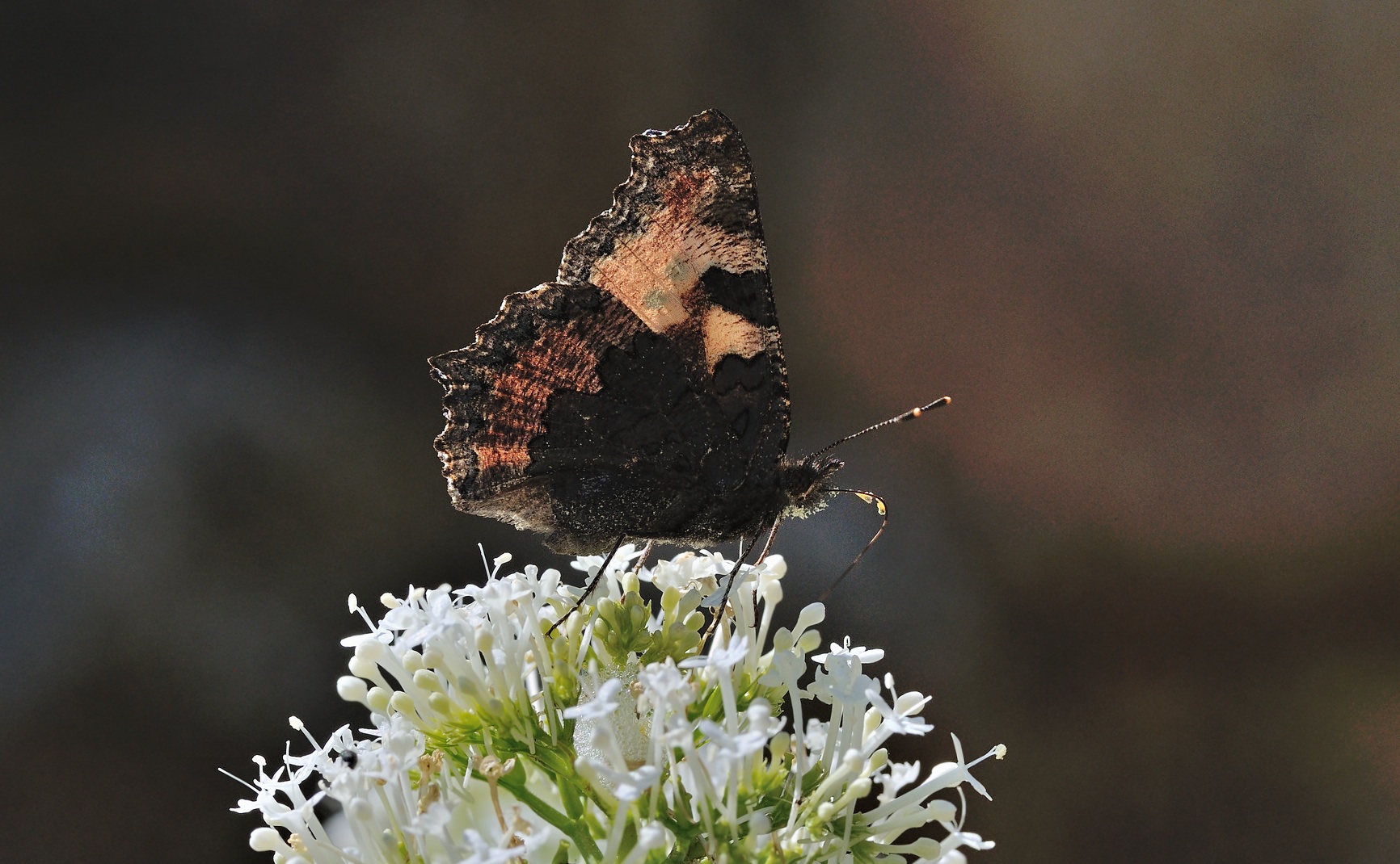 Foto B069618, © Adriaan van Os, Coustouges 29-05-2022, H�he 820 m, Aglais urticae
