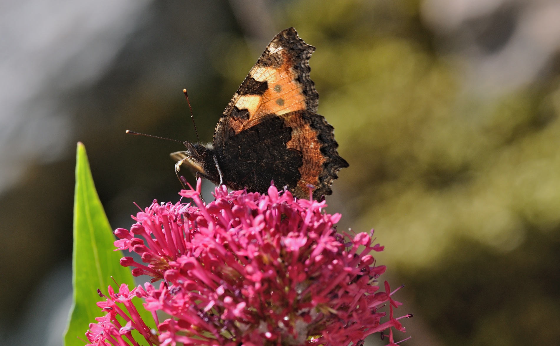 foto B069621, © Adriaan van Os, Coustouges 29-05-2022, altitud 820 m, Aglais urticae