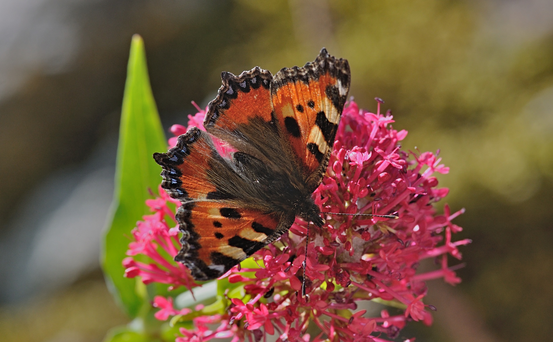 foto B069628, © Adriaan van Os, Coustouges 29-05-2022, hoogte 820 m, Aglais urticae