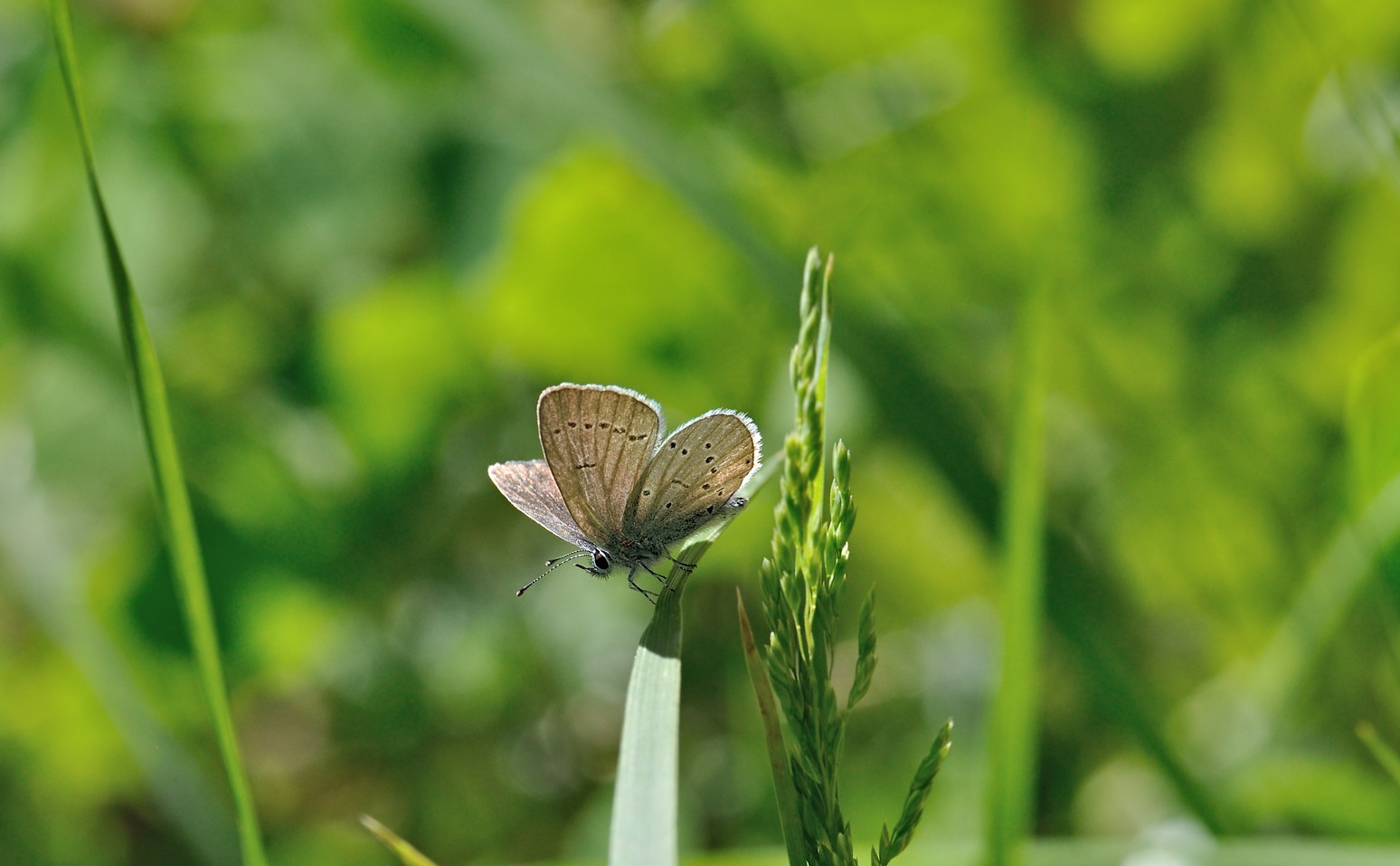 foto B069653, © Adriaan van Os, Coustouges 29-05-2022, hoogte 820 m, ♀ Cupido alcetas