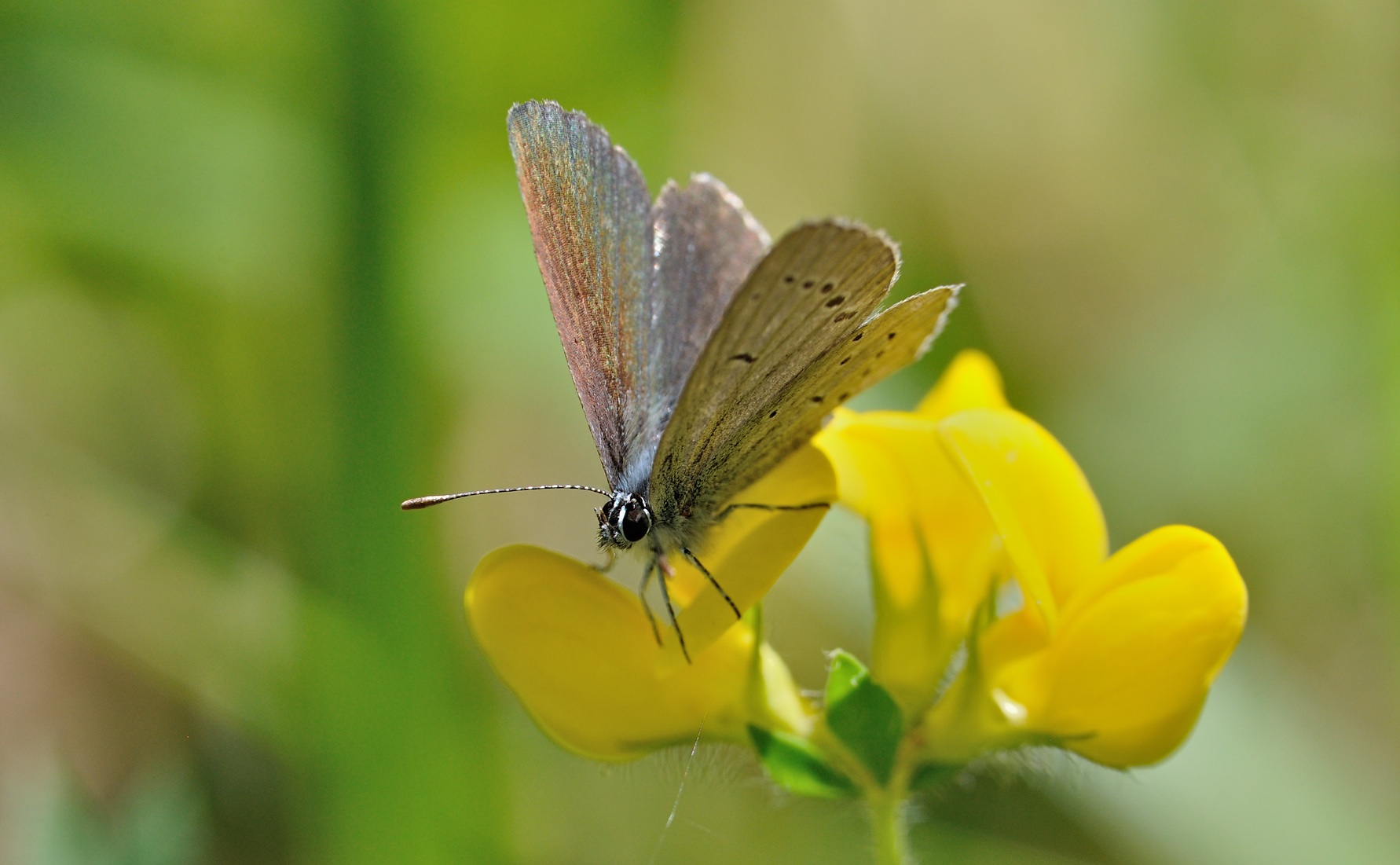 photo B069675, © Adriaan van Os, Coustouges 29-05-2022, altitudo 820 m, Cupido minimus