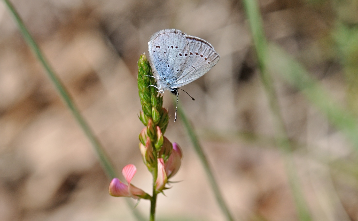 Foto B069722, © Adriaan van Os, Coustouges 29-05-2022, H�he 800 m, Cupido osiris