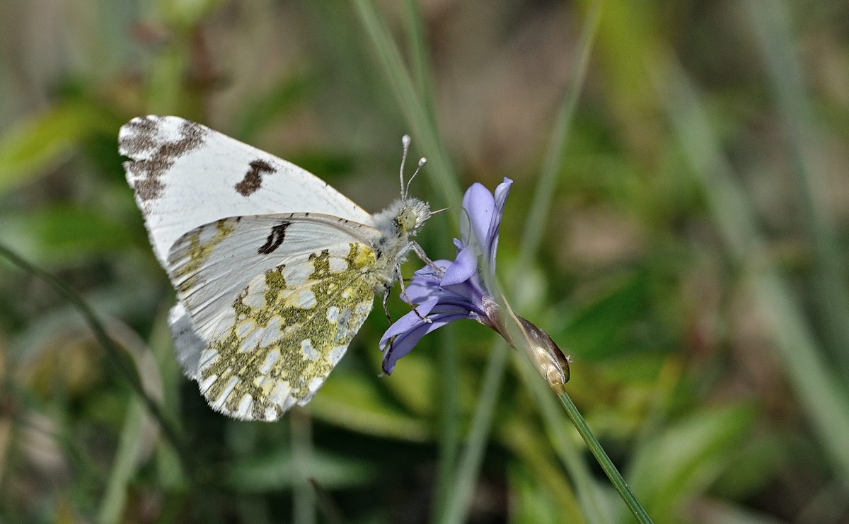 Foto B069856, © Adriaan van Os, Coustouges 30-05-2022, H�he 750 m, Euchloe crameri