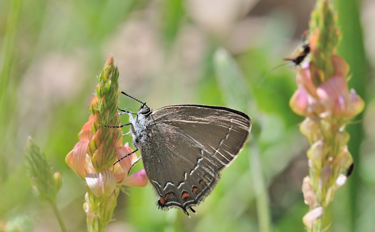 foto B070006, © Adriaan van Os, Coustouges 31-05-2022, altitud 800 m, Satyrium ilicis
