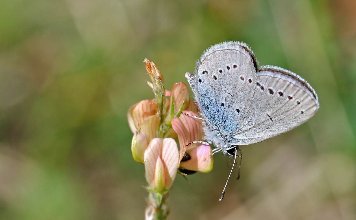 foto B070033, © Adriaan van Os, Coustouges 31-05-2022, altitud 800 m, Cupido osiris