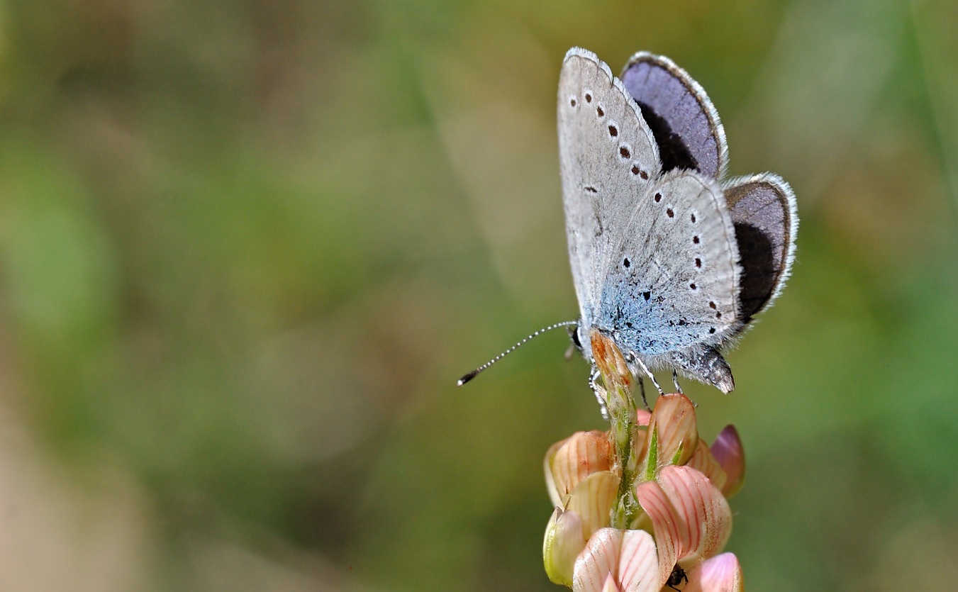foto B070039, © Adriaan van Os, Coustouges 31-05-2022, altitud 800 m, ♂ Cupido osiris