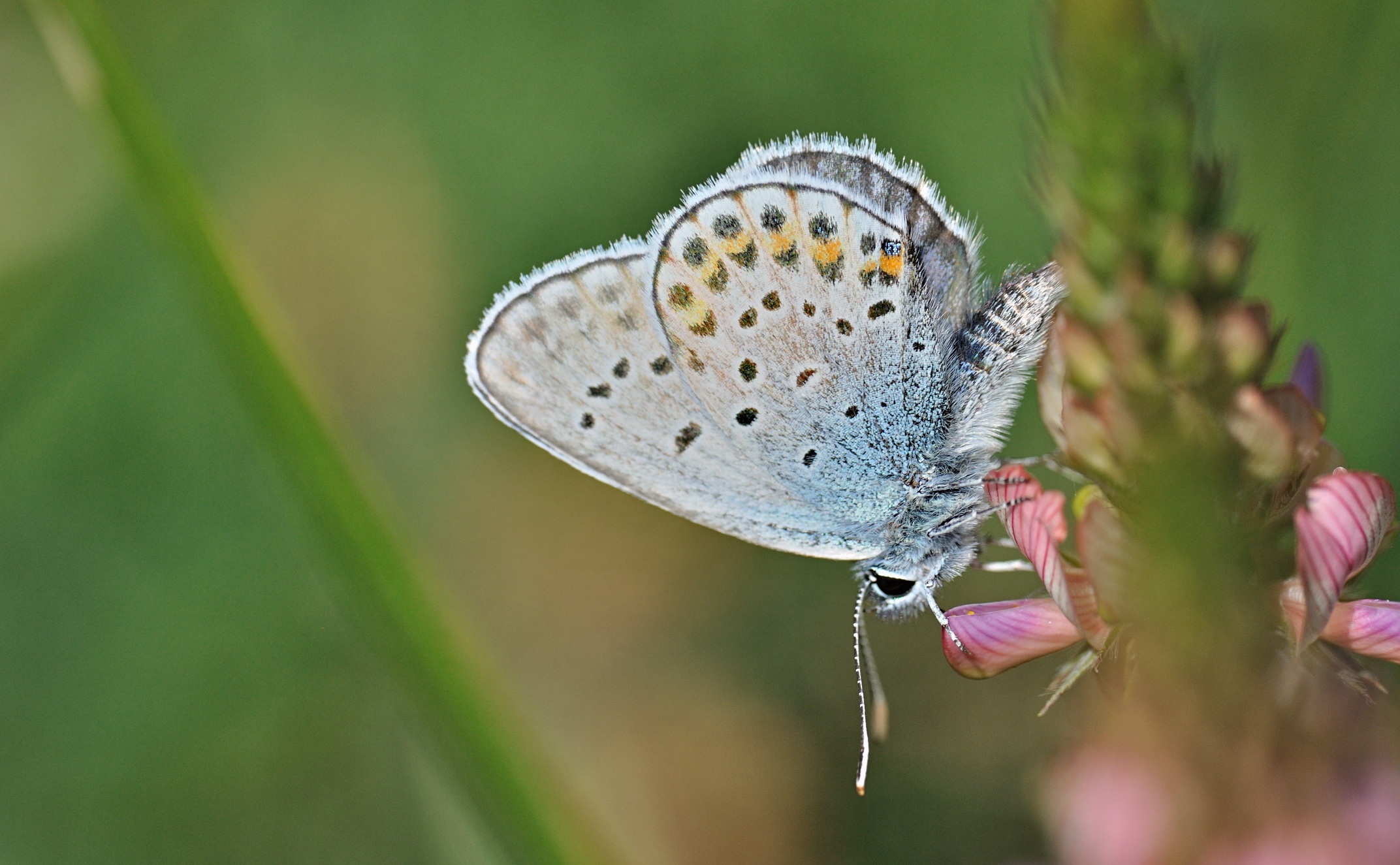 Foto B070076, © Adriaan van Os, Coustouges 03-06-2022, H�he 800 m, ♂ Plebejus argus