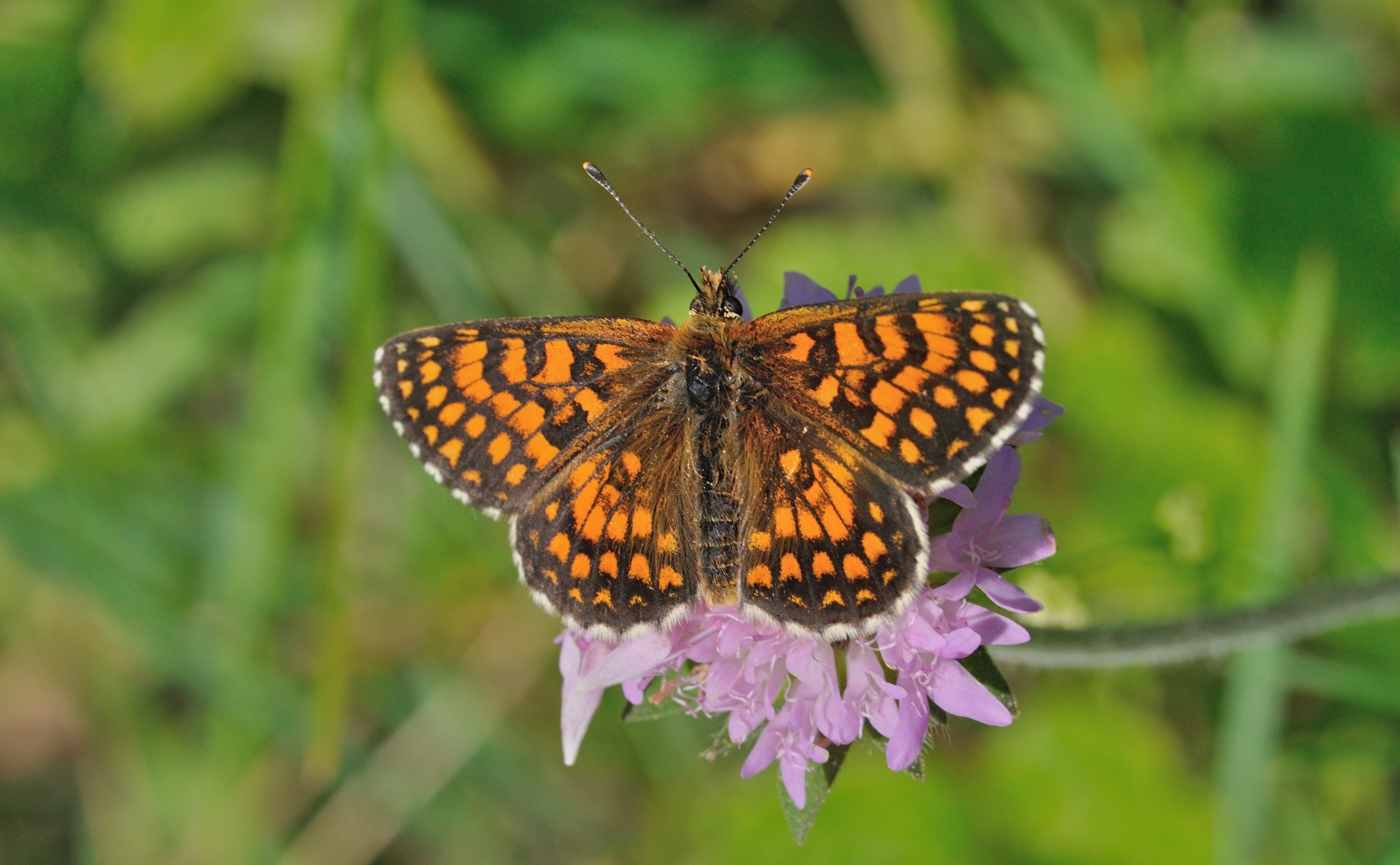 foto B070177, © Adriaan van Os, Coustouges 04-06-2022, altitud 820 m, Melitaea athalia