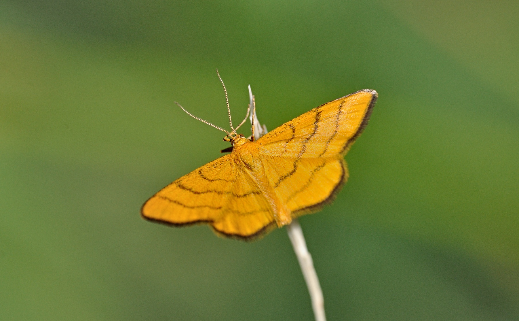 foto B070220, © Adriaan van Os, Coustouges 04-06-2022, hoogte 820 m, Idaea aureolaria