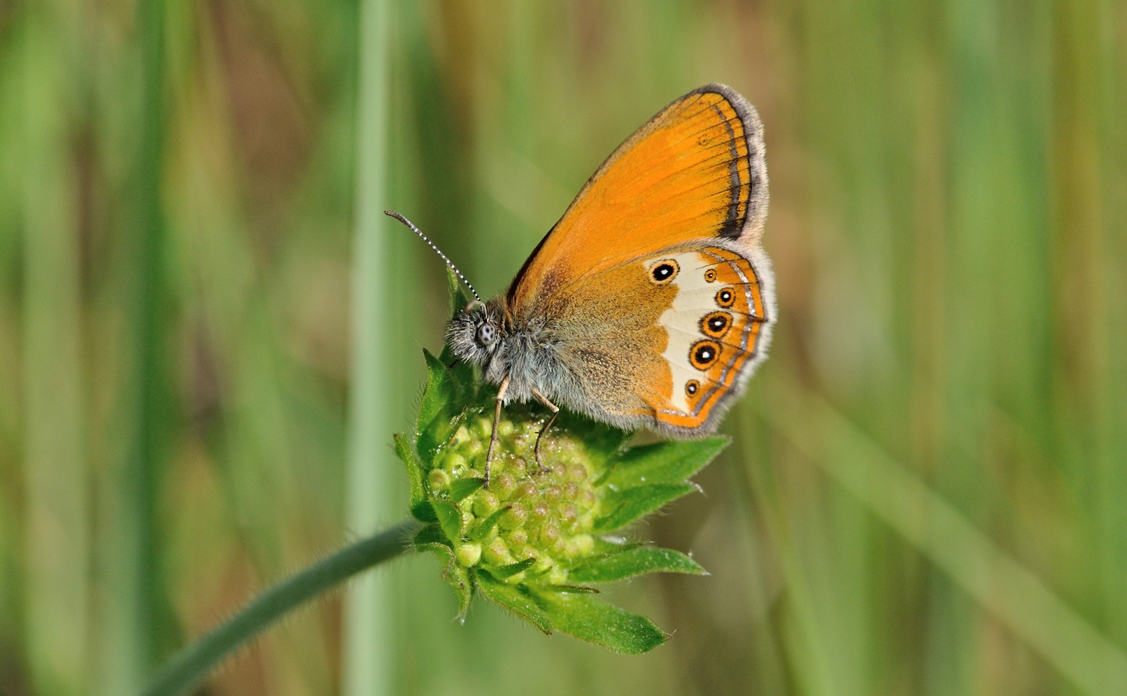 photo B070246, © Adriaan van Os, Coustouges 05-06-2022, altitude 820 m, Coenonympha arcania