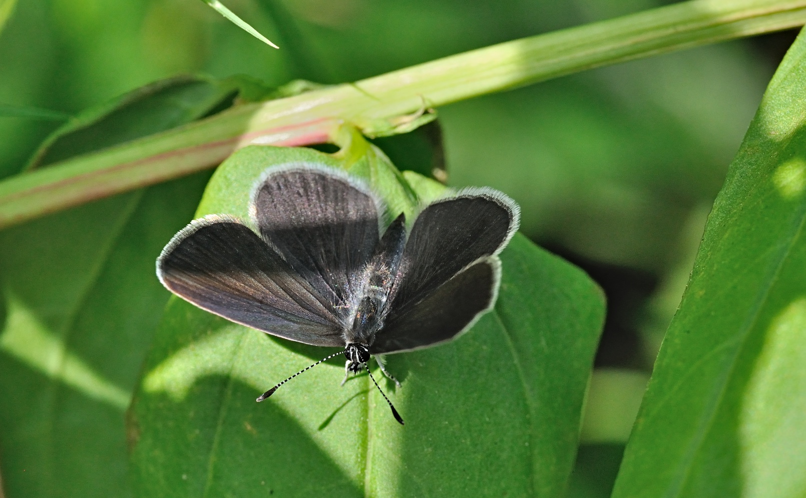 photo B070253, © Adriaan van Os, Coustouges 05-06-2022, altitudo 820 m, Cupido minimus