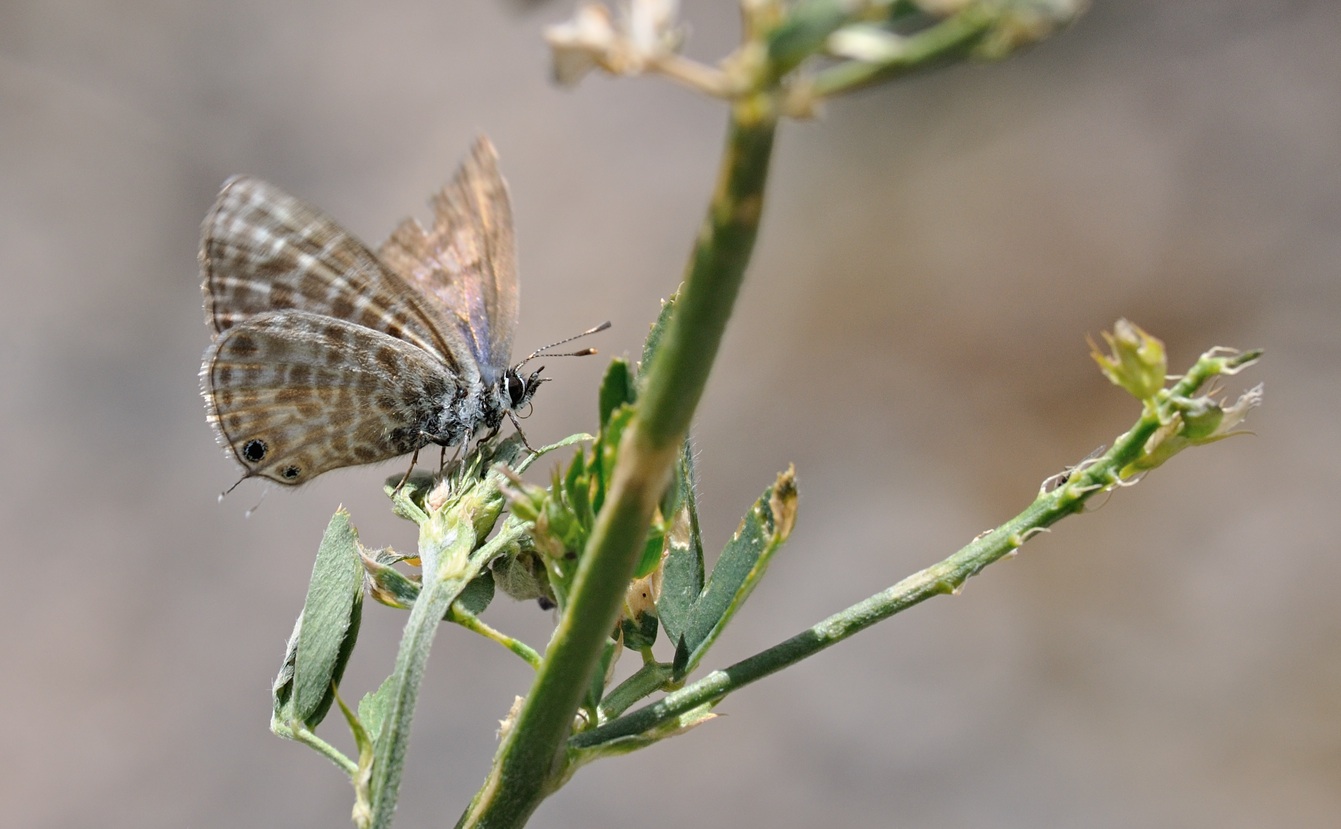 foto B070263, © Adriaan van Os, Coustouges 05-06-2022, hoogte 820 m, Leptotes pirithous