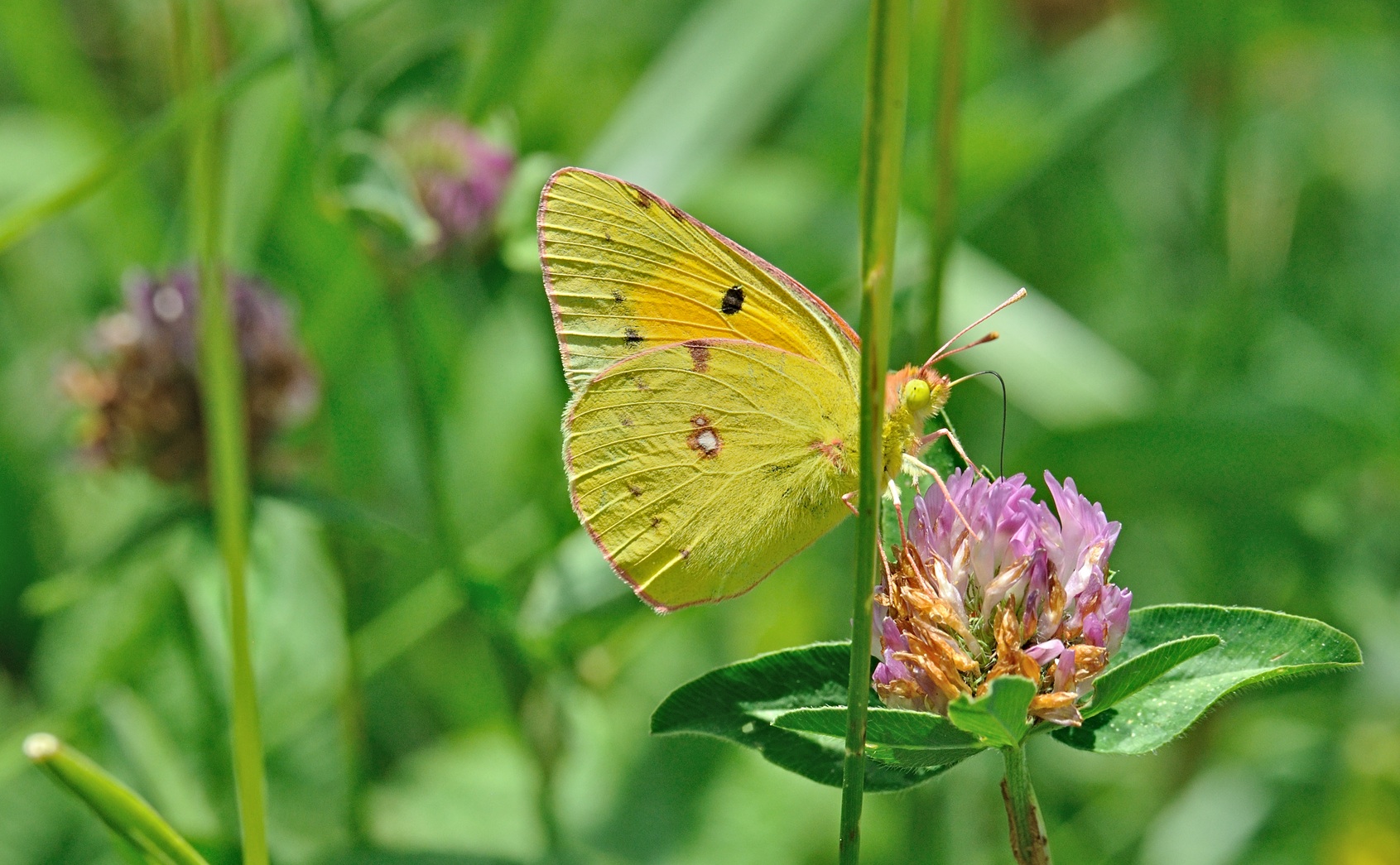 foto B070284, © Adriaan van Os, Coustouges 05-06-2022, altitud 820 m, Colias croceus