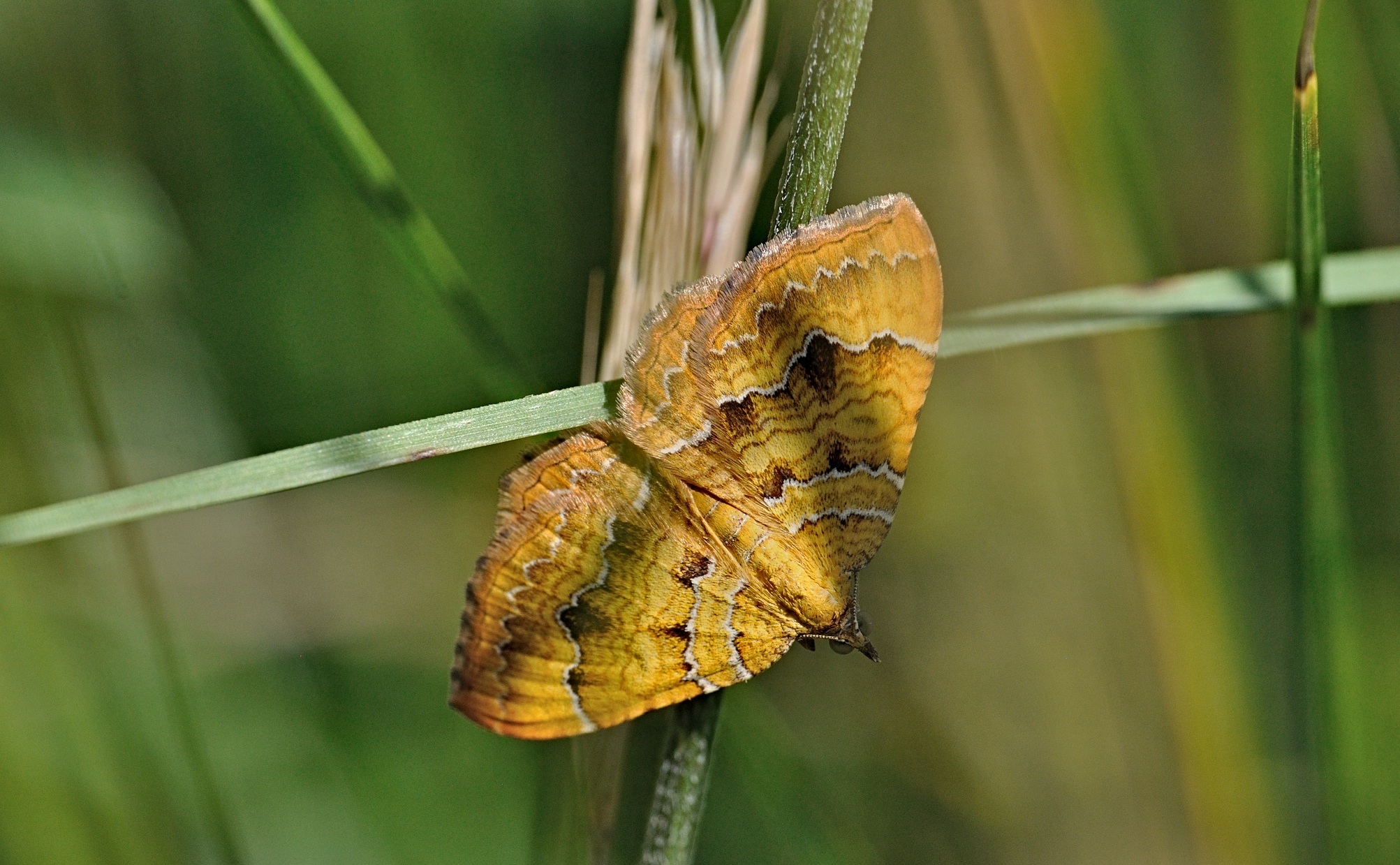 Foto B070326, © Adriaan van Os, Coustouges 06-06-2022, H�he 800 m, Camptogramma bilineata