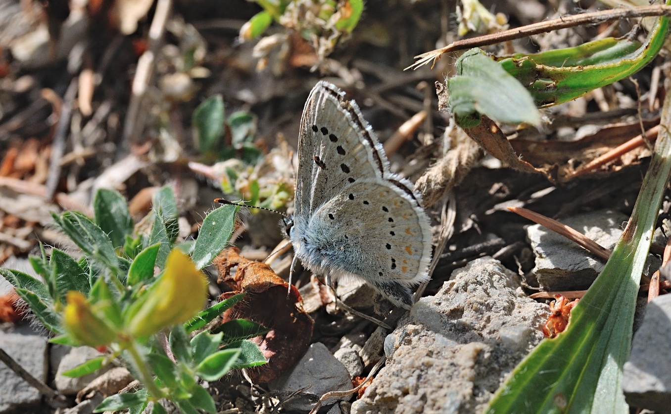 foto B070351, © Adriaan van Os, Coustouges 06-06-2022, hoogte 800 m, Polyommatus dorylas