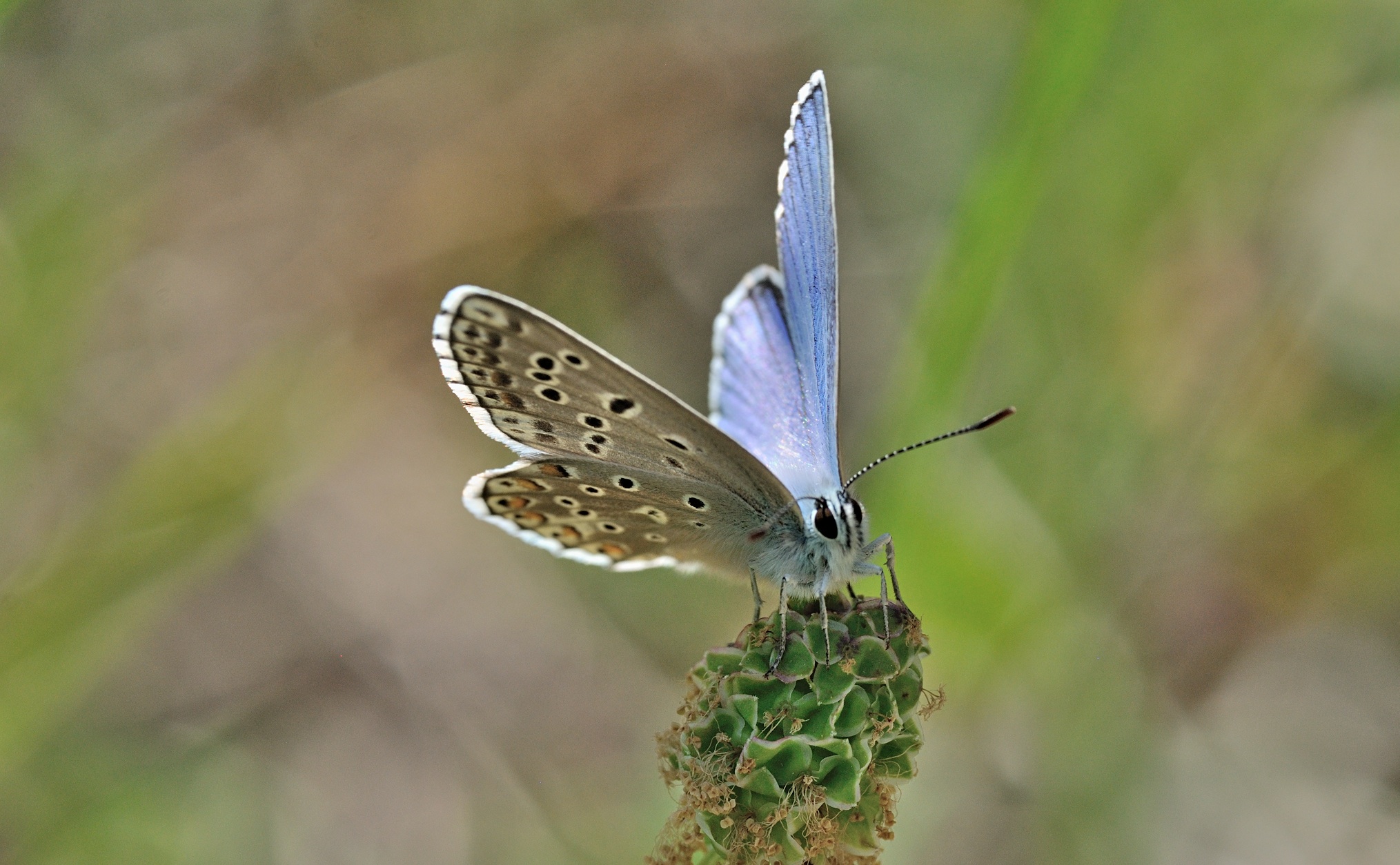 Foto B070443, © Adriaan van Os, Coustouges 06-06-2022, H�he 800 m, ♂ Polyommatus bellargus