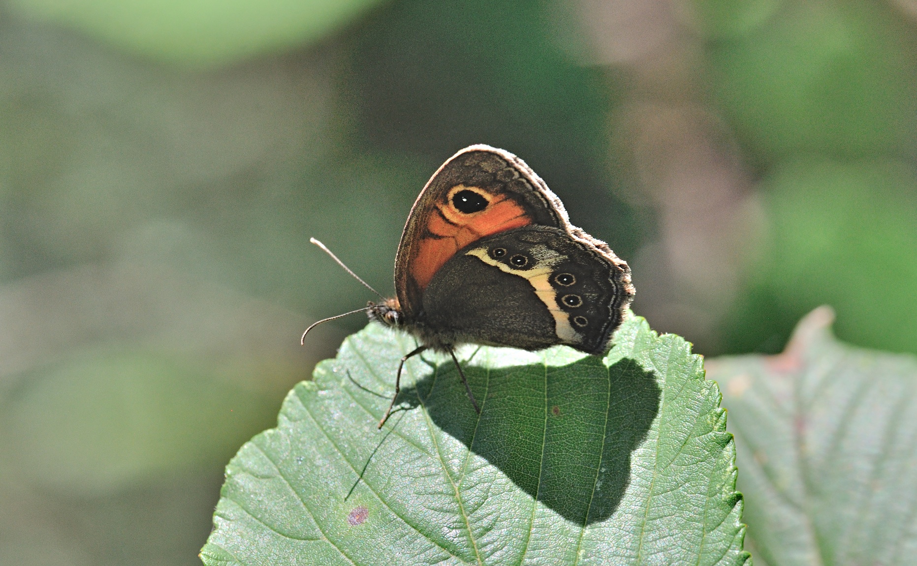 foto B070478, © Adriaan van Os, Coustouges 06-06-2022, altitud 800 m, Pyronia bathseba